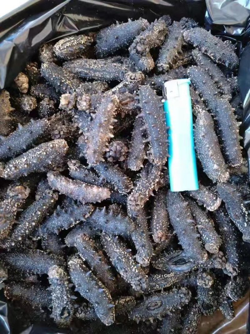 海参食用鲜活