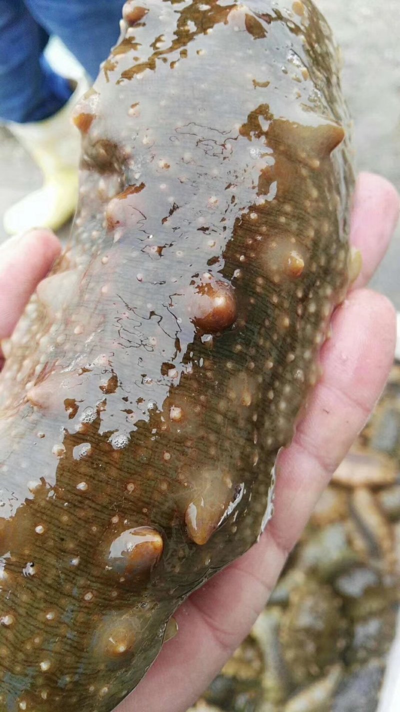 海参食用鲜活
