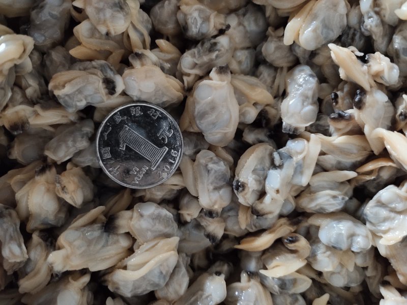 花蛤肉全规格，熟肉可以直接发货，坐标丹东东港海源水产