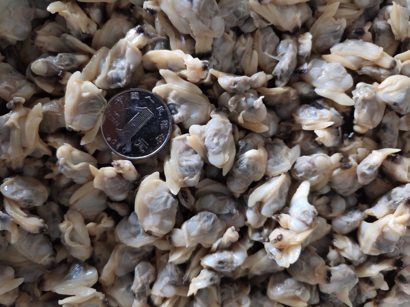 花蛤肉全规格，熟肉可以直接发货，坐标丹东东港海源水产
