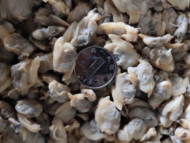 花蛤肉全规格，熟肉可以直接发货，坐标丹东东港海源水产