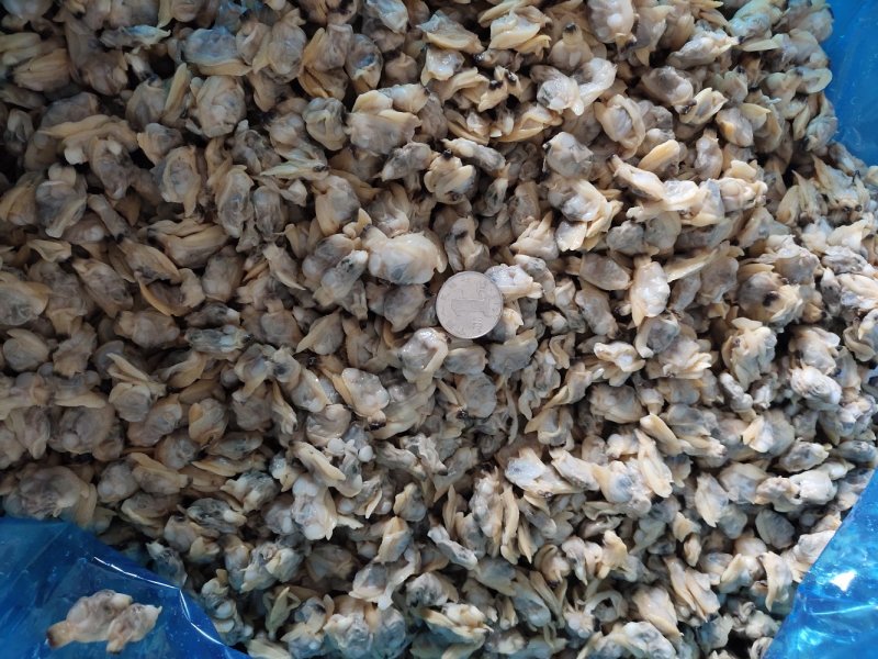 花蛤肉全规格，熟肉可以直接发货，坐标丹东东港海源水产