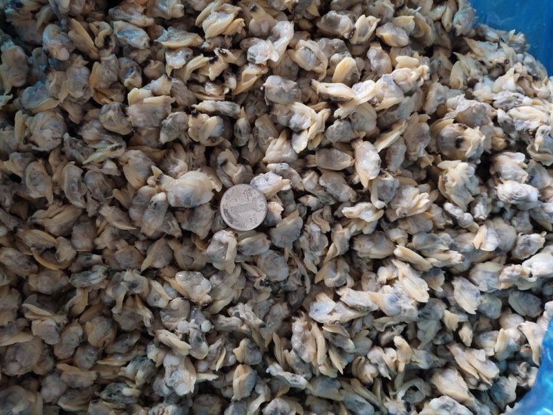 花蛤肉全规格，熟肉可以直接发货，坐标丹东东港海源水产