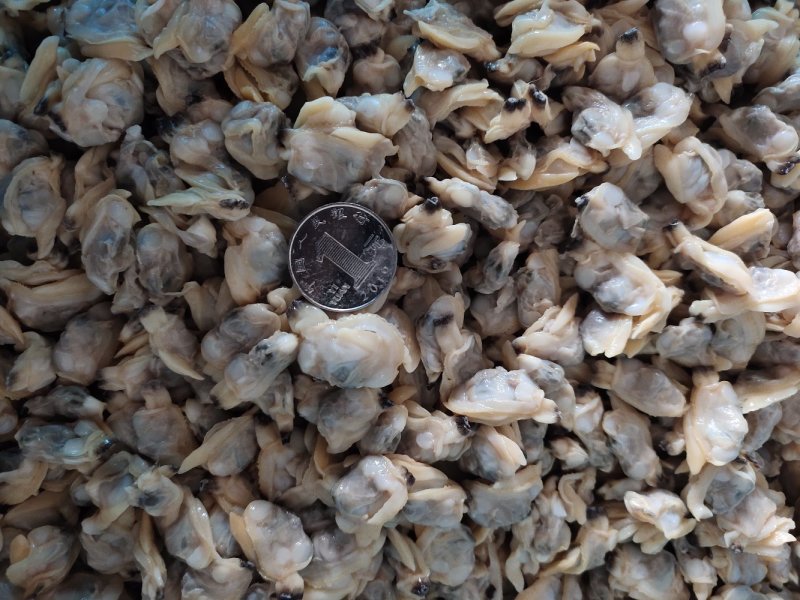 花蛤肉全规格，熟肉可以直接发货，坐标丹东东港海源水产