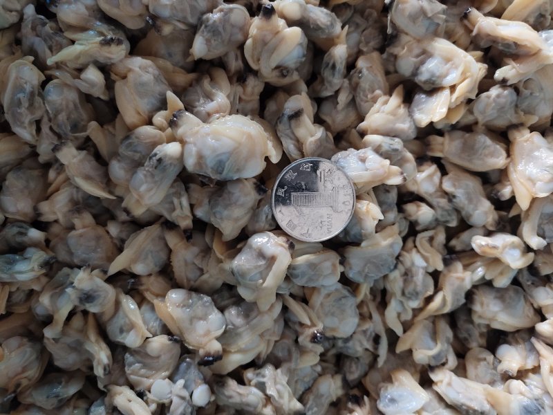 花蛤肉全规格，熟肉可以直接发货，坐标丹东东港海源水产