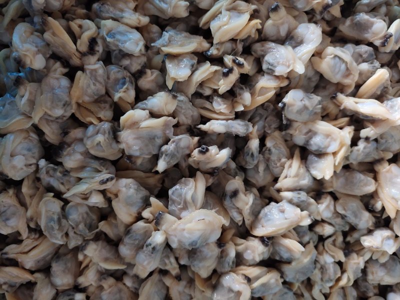 花蛤肉全规格，熟肉可以直接发货，坐标丹东东港海源水产