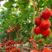 迦姆拉寿光西红柿种子批发大红西红柿种子厂家供应