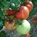 迦姆拉寿光西红柿种子批发大红西红柿种子厂家供应