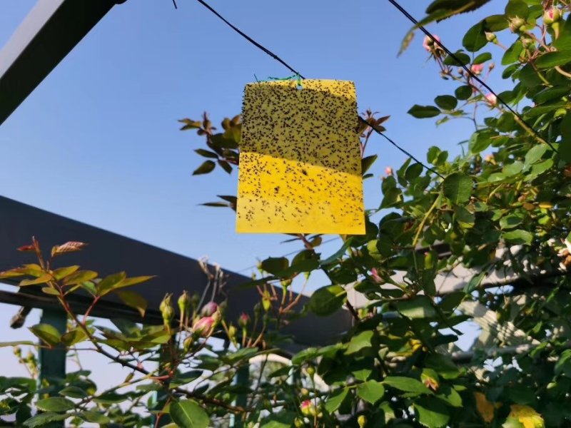 粘虫板黄板诱虫板蓝板小黑飞白粉虱粘虫板厂家直销，