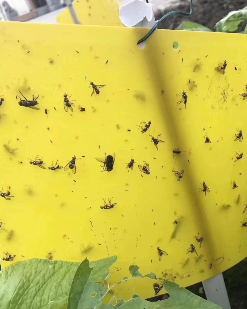 粘虫板黄板诱虫板蓝板小黑飞白粉虱粘虫板厂家直销，