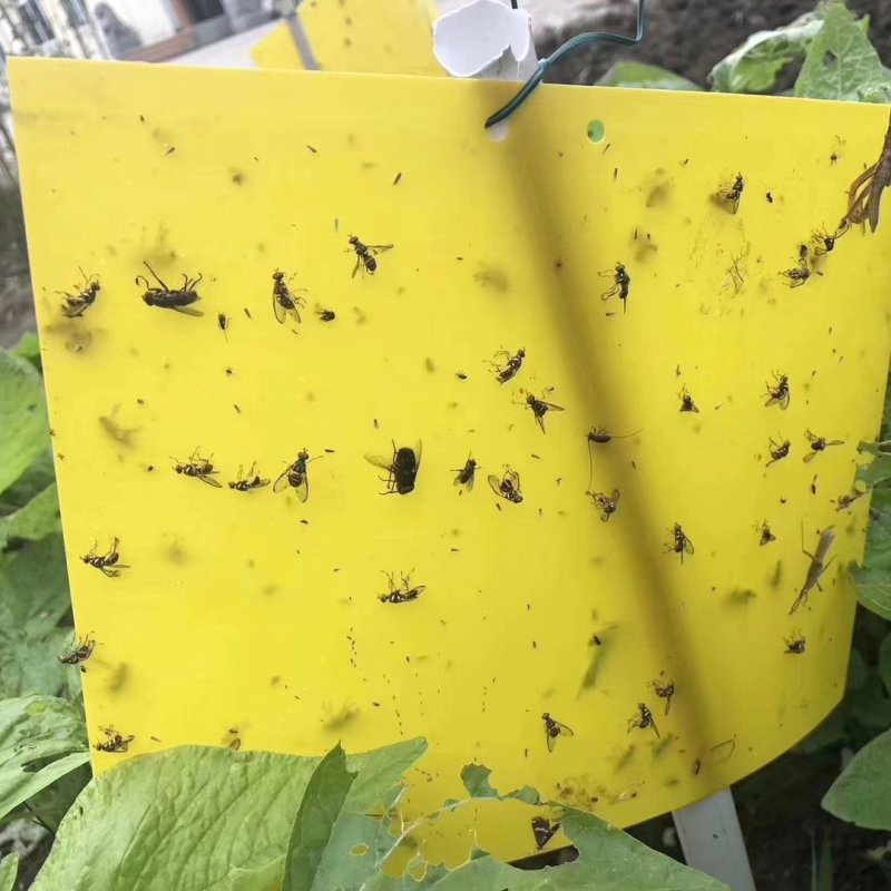 粘虫板黄板诱虫板蓝板小黑飞白粉虱粘虫板厂家直销，