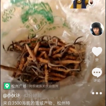 川藏特产冬虫夏草