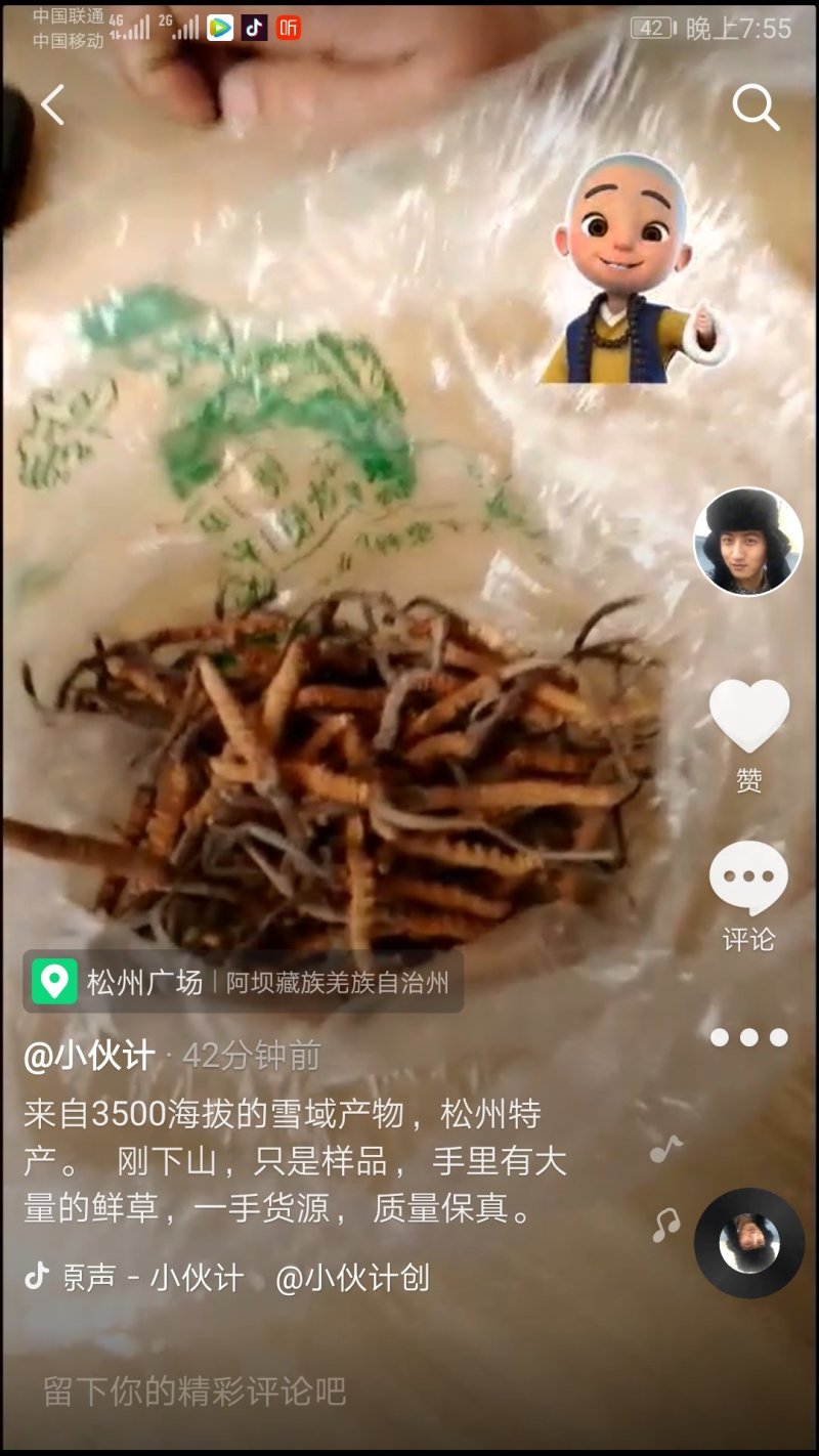 川藏特产冬虫夏草