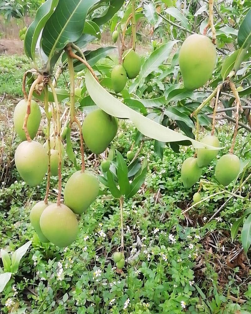 芒果，产自云南水果王国，水果之乡，潞江，甜度高果面干净，