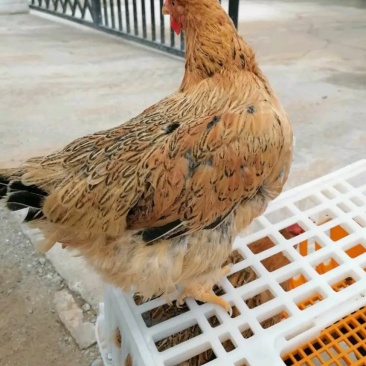 老母鸡