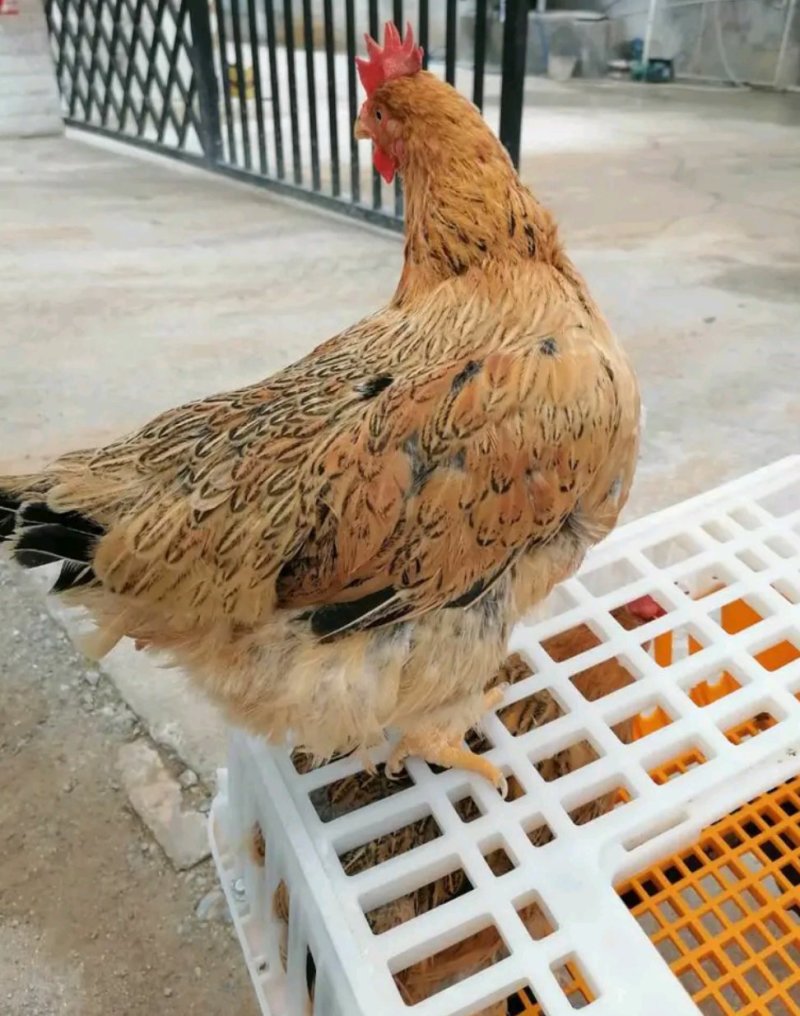 老母鸡