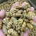 铁皮石斛铁皮石斛枫斗铁皮石斛枫斗产地货源
