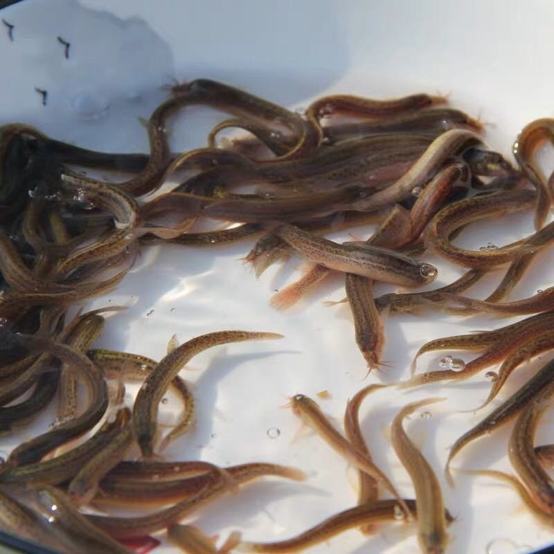 江苏台湾泥鳅苗活体养殖泥鳅苗放生宠物鱼鳄龟饲料小泥鳅苗