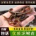 江苏台湾泥鳅苗活体养殖泥鳅苗放生宠物鱼鳄龟饲料小泥鳅苗