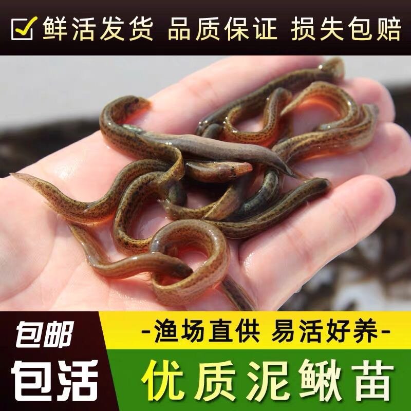 江苏台湾泥鳅苗活体养殖泥鳅苗放生宠物鱼鳄龟饲料小泥鳅苗