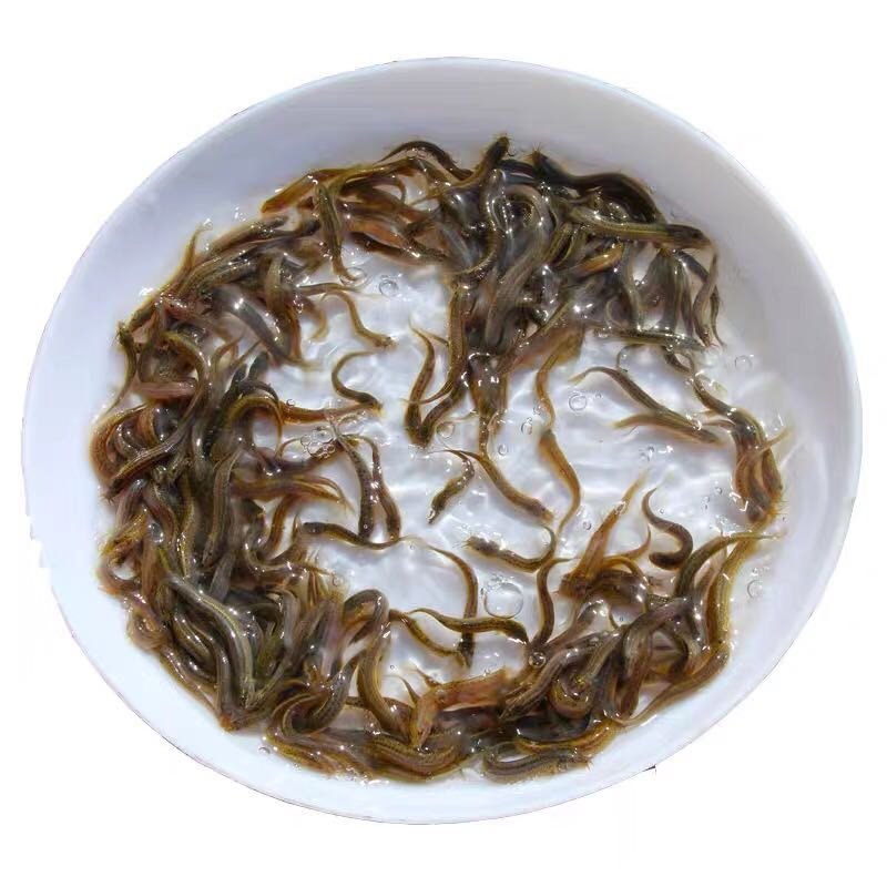 江苏台湾泥鳅苗活体养殖泥鳅苗放生宠物鱼鳄龟饲料小泥鳅苗