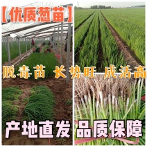 〔小葱苗〕章丘葱苗，种植基地【万亩葱苗】供货量大