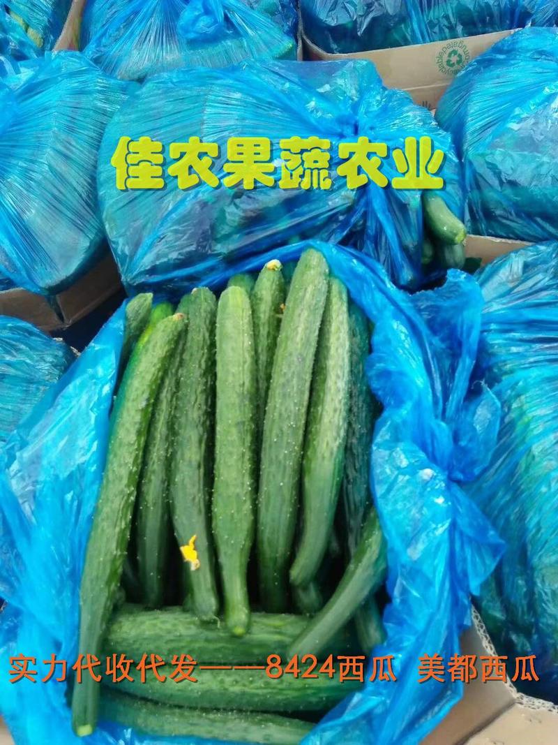 黄瓜721河南优质大棚蜜刺黄瓜产区直发货源充足。