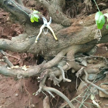 爬山虎超大桩，基地直销，需要联系