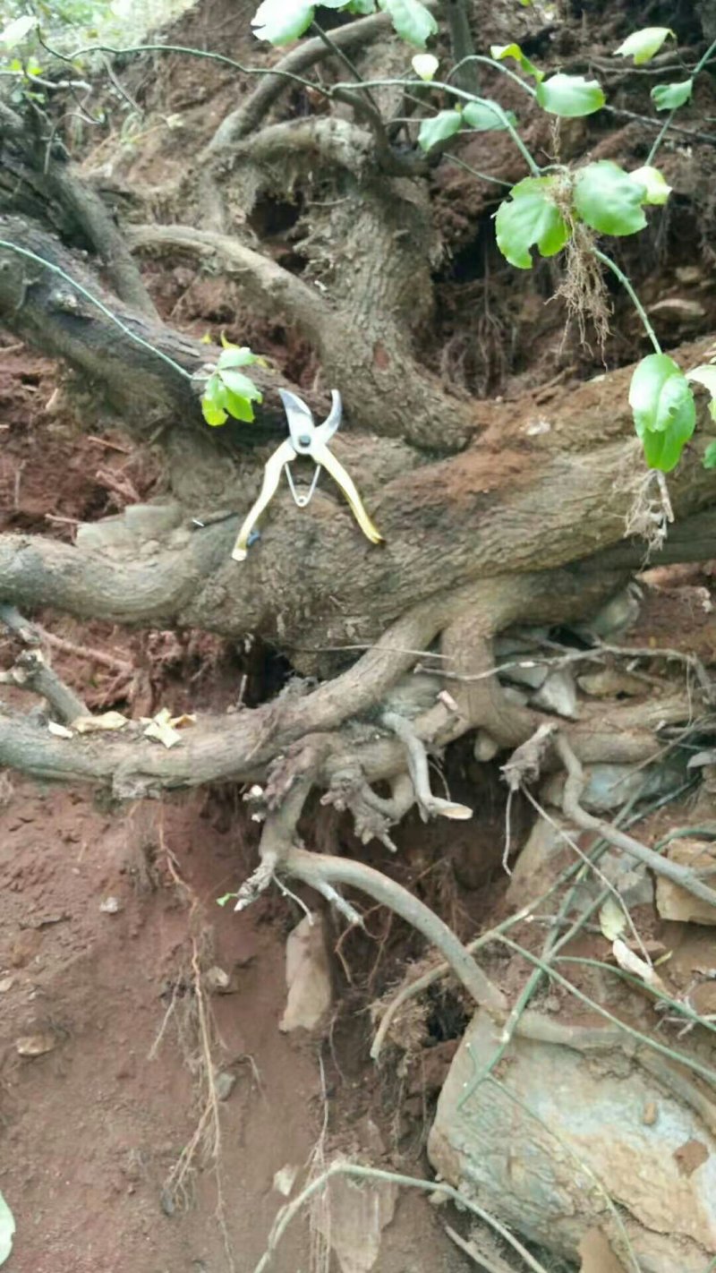 爬山虎超大桩，基地直销，需要联系