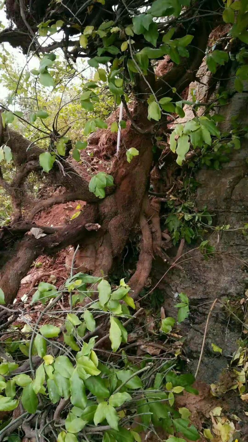 爬山虎超大桩，基地直销，需要联系