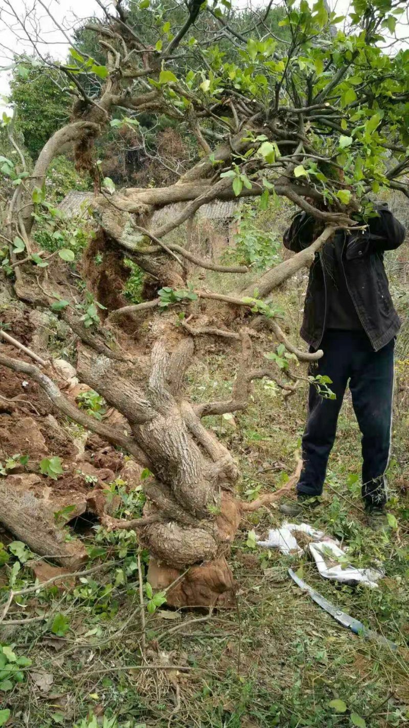 爬山虎超大桩，基地直销，需要联系