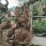 爬山虎超大桩，基地直销，需要联系