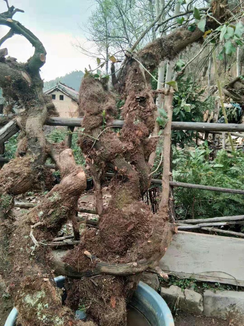 爬山虎超大桩，基地直销，需要联系