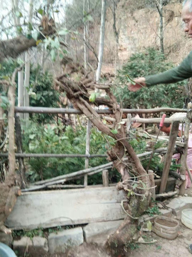 爬山虎超大桩，基地直销，需要联系