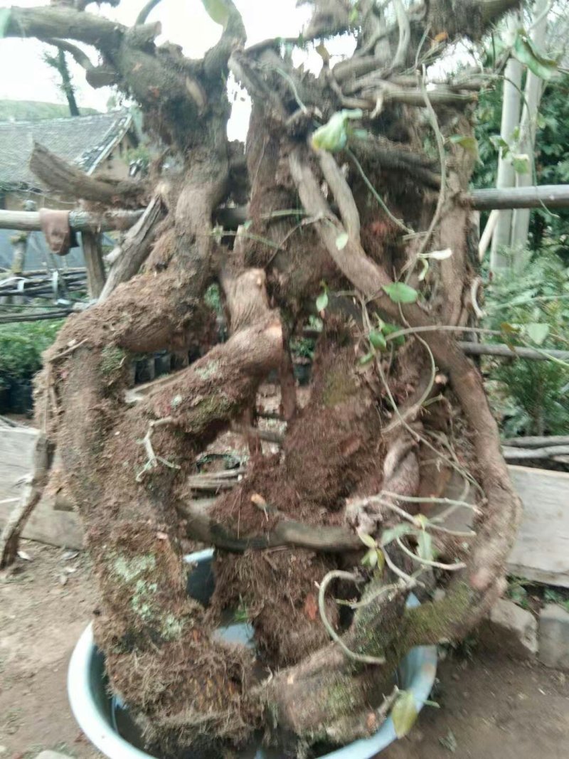 爬山虎超大桩，基地直销，需要联系