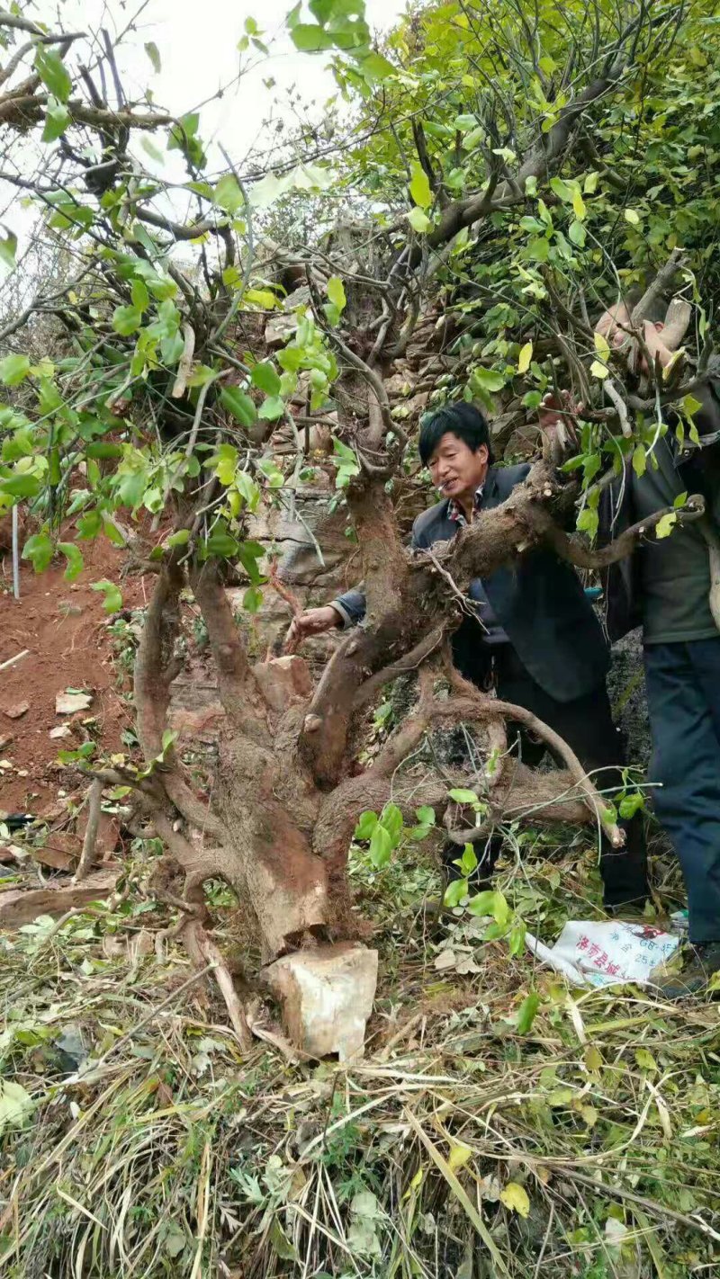爬山虎超大桩，基地直销，需要联系