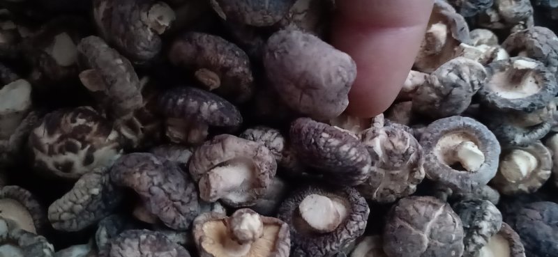 南阳精品干香菇/基地直发1.8优选/可一件代发/量大从优