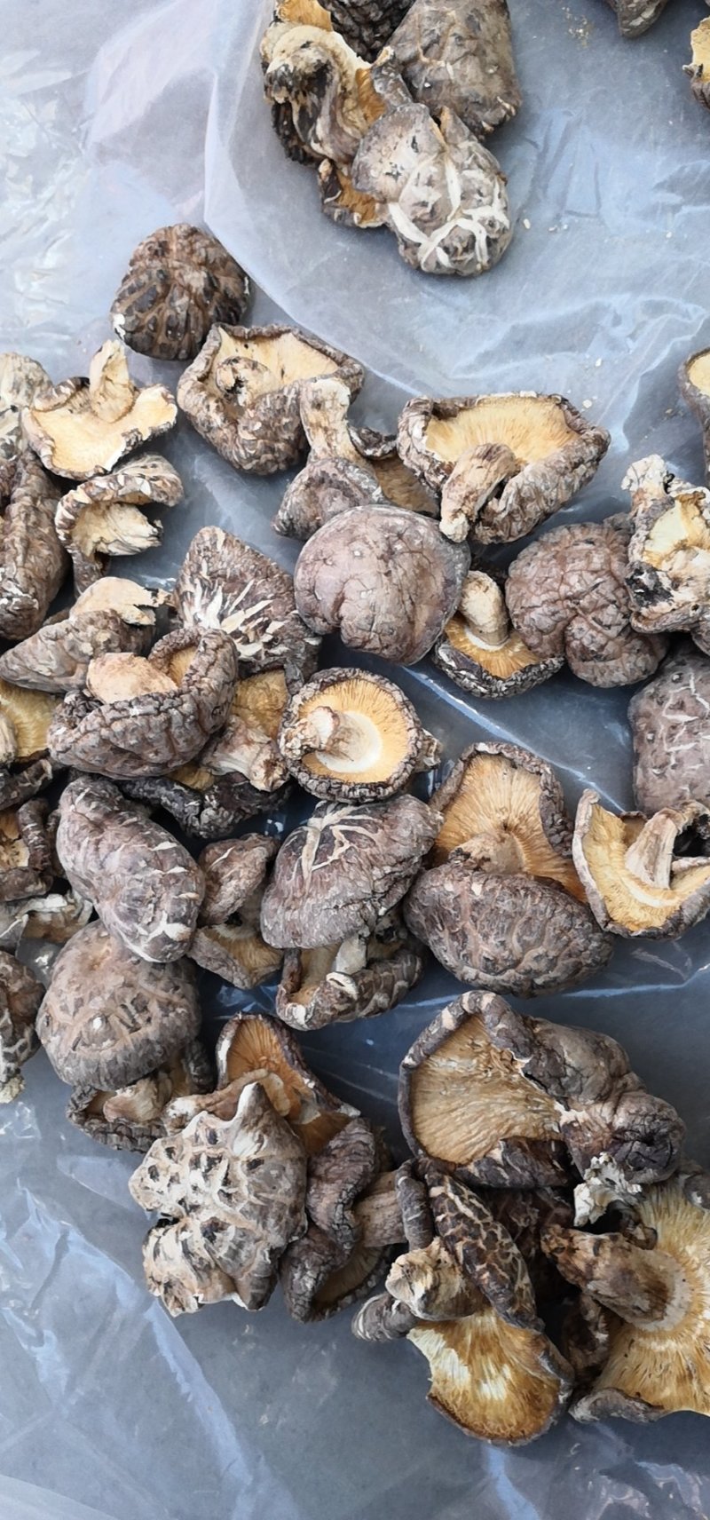 南阳精品鲜香菇/花菇/味道鲜美量大从优/产地直发