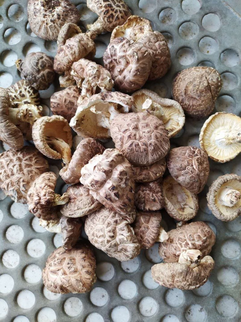 南阳精品鲜香菇/花菇/味道鲜美量大从优/产地直发