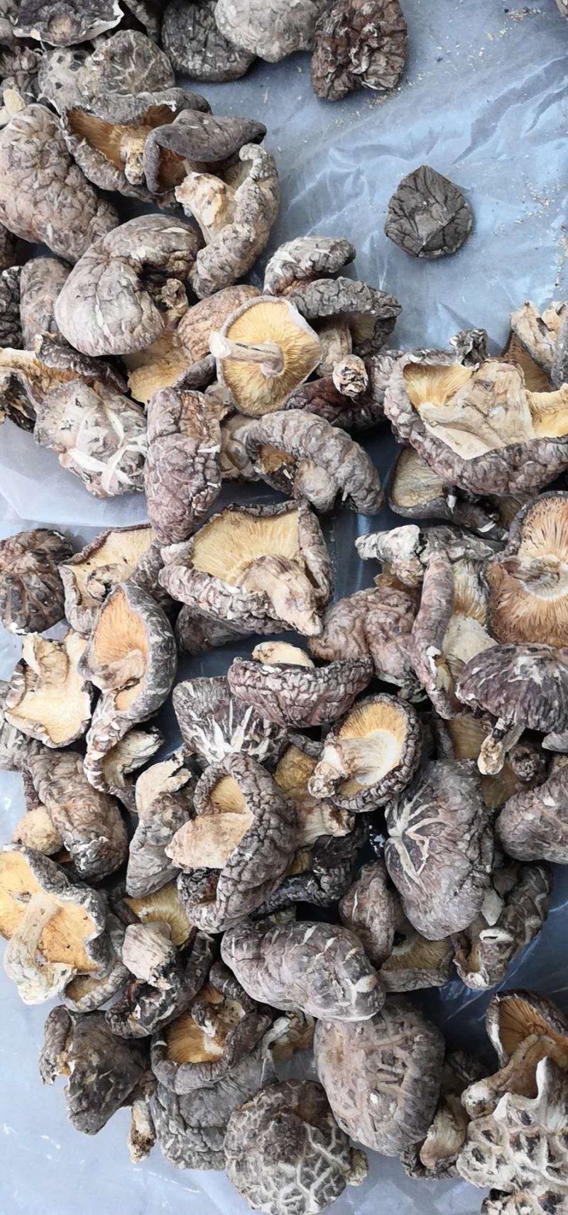 南阳精品鲜香菇/花菇/味道鲜美量大从优/产地直发