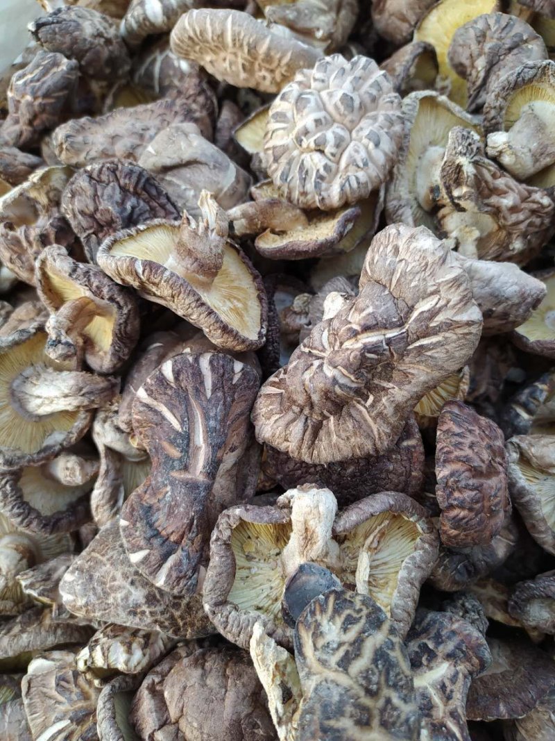 南阳精品鲜香菇/花菇/味道鲜美量大从优/产地直发