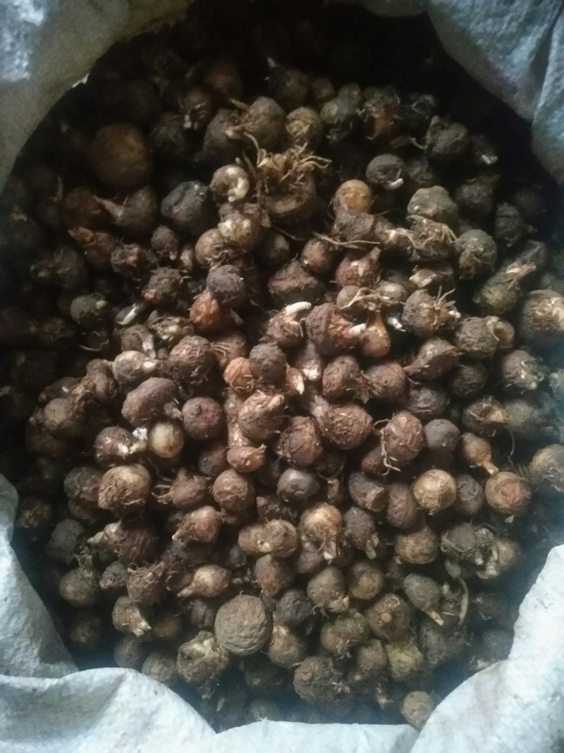 半夏种子