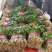 精品大叶香菜颜色绿根粗15~25厘米以上