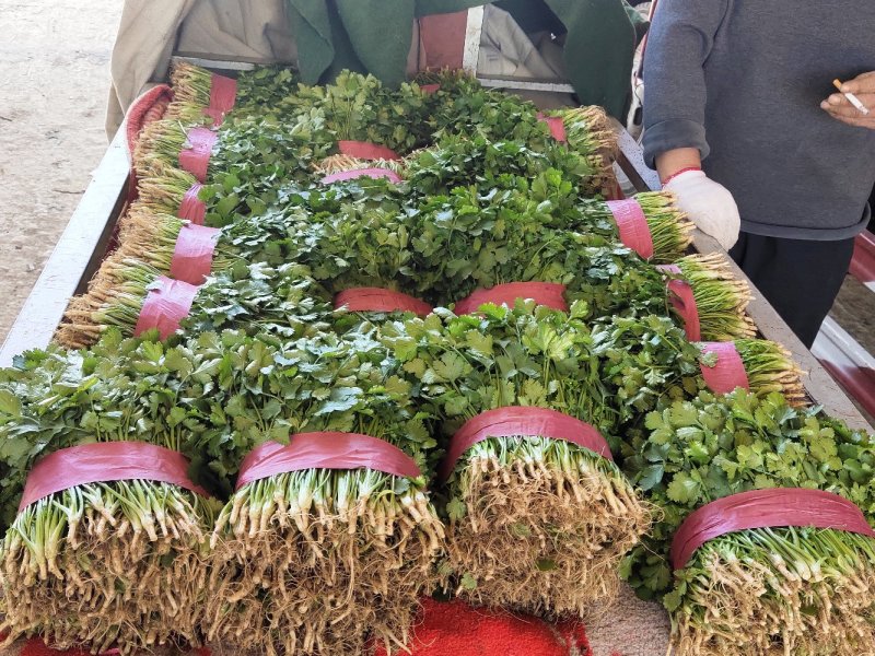 精品大叶香菜颜色绿根粗15~25厘米以上
