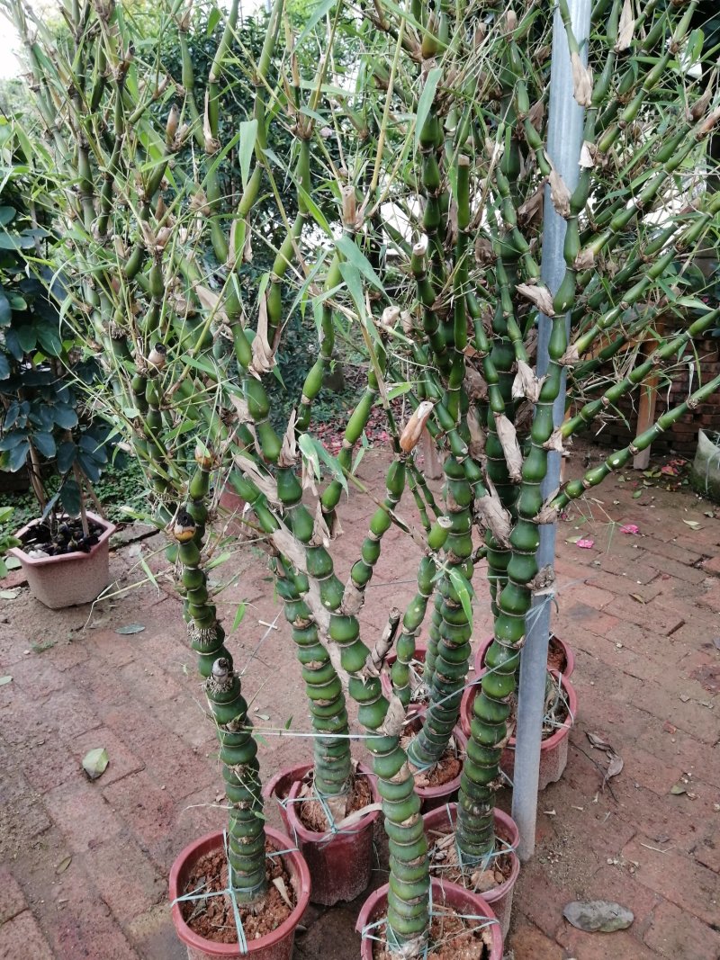 大量出售风景竹，佛肚竹