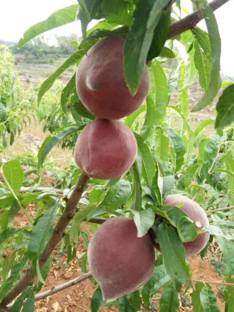 红宝石密桃马上大量上市，欢迎各地老板前来采购，