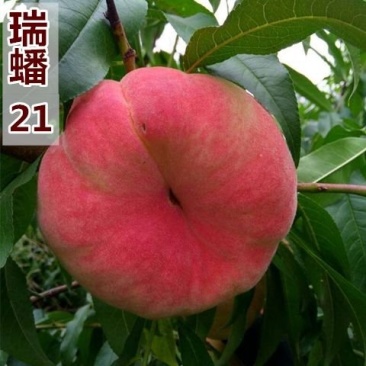 瑞蟠242113101号毛蟠桃苗白肉黄金蟠桃树苗早