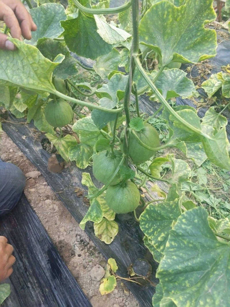 绿宝甜瓜，绿宝时甜瓜香瓜，羊角蜜博羊甜瓜香瓜