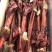 鹿鞭