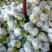 白花菜